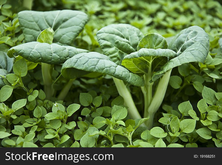 Live organic pack choy in the gras
Pak Choy (Large Loose-Leaf/White-Petiole Type)