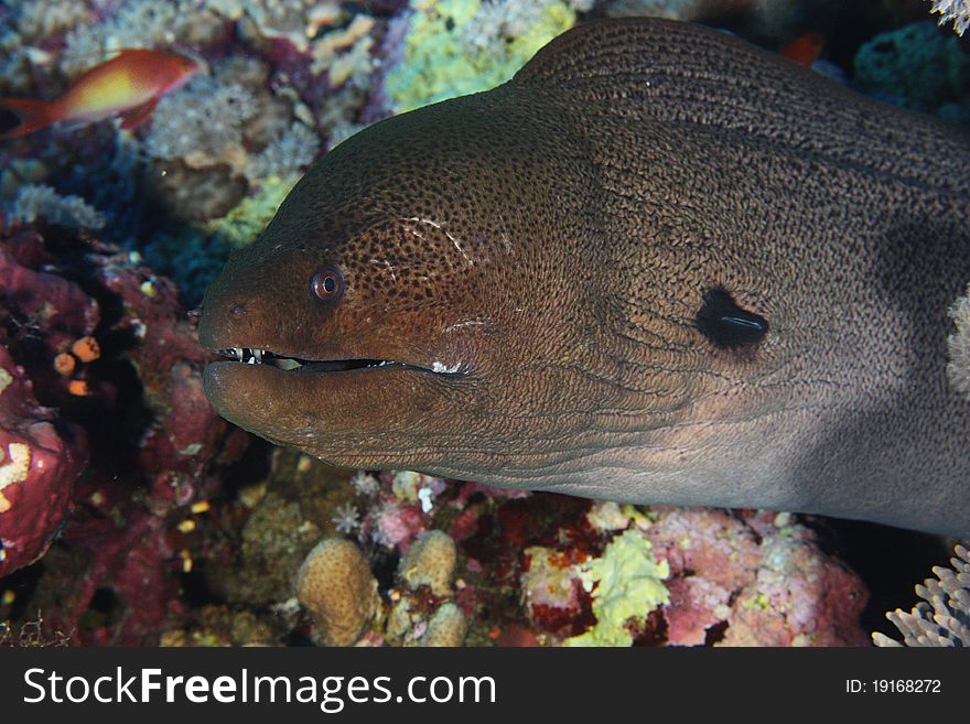 The Javanese moray is one of the biggest moray eel found on reeefs. This picture was taken on St John's Reef, Red Sea, Egypt, in Nov 2010. The Javanese moray is one of the biggest moray eel found on reeefs. This picture was taken on St John's Reef, Red Sea, Egypt, in Nov 2010