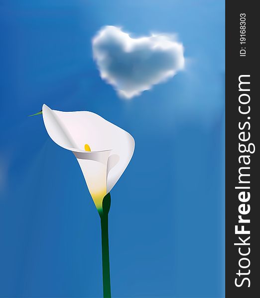 White calla lily under blue sky with a cloud shaped as heart