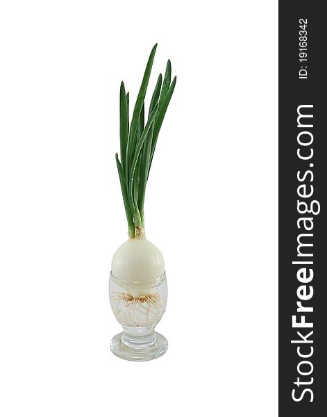 Growing green onions in a cup. It is isolated on a white background