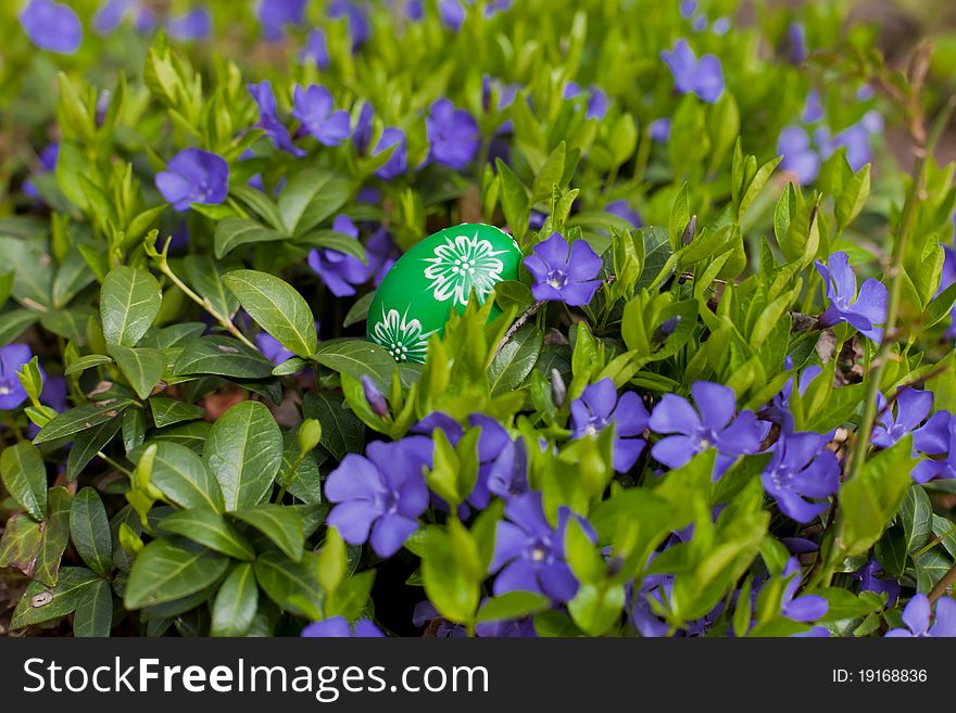 Eastern egg among purple blows