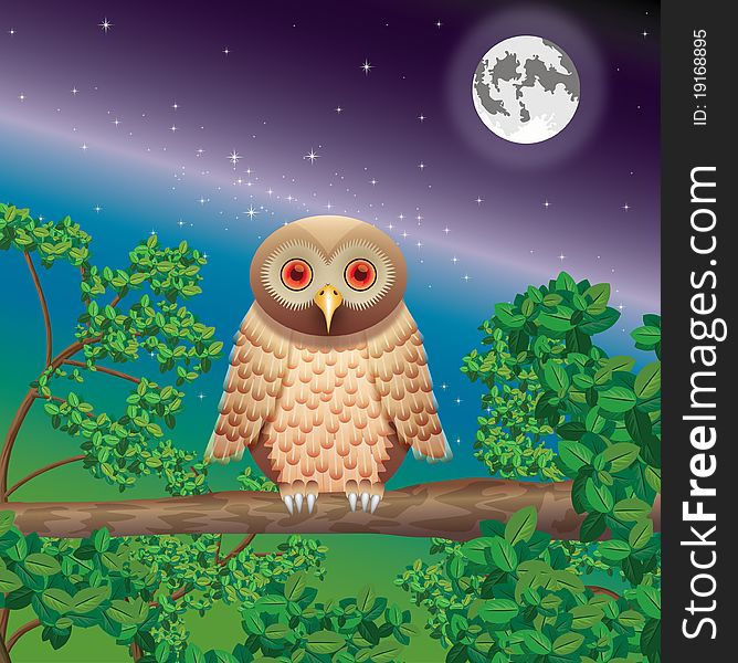 Owl in night wood against space