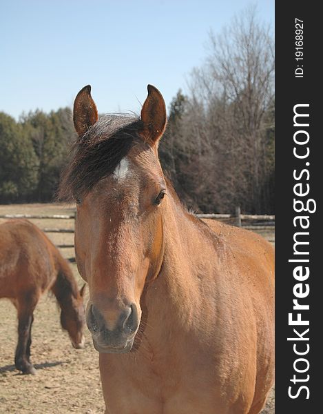 Frontal image of brown horse in field with horse behind