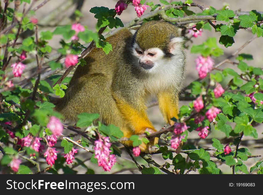 Monkey sitting on a bush with flowers. ZOO Prague. Monkey sitting on a bush with flowers. ZOO Prague