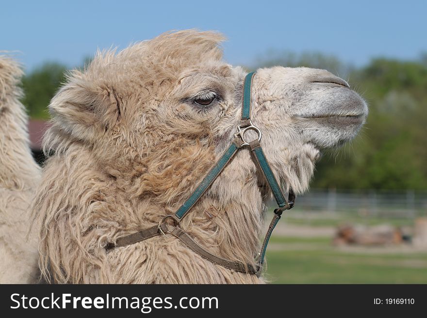 Close-up image of camel. Close-up image of camel