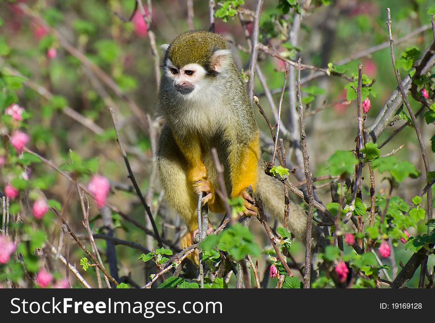 Monkey sitting on a bush with flowers. ZOO Prague. Monkey sitting on a bush with flowers. ZOO Prague