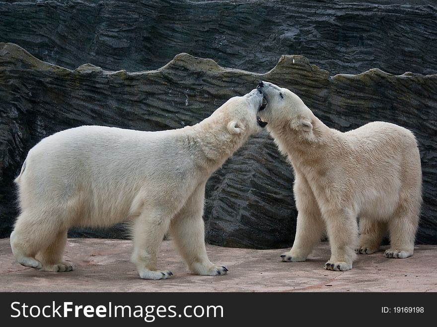 Two polar bears (Thalarctos maritimus) are playing together at ZOO. Two polar bears (Thalarctos maritimus) are playing together at ZOO