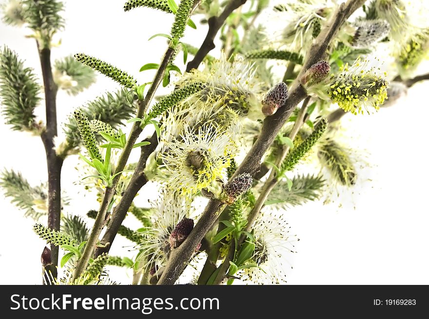 Spring willow isolated on white