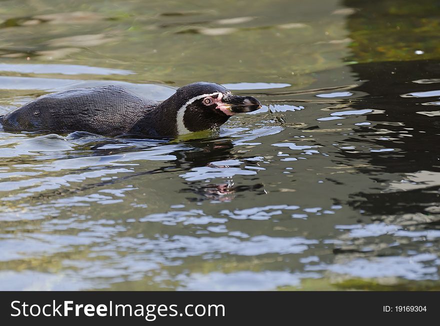 Penguin swimming in lake. ZOO Prague