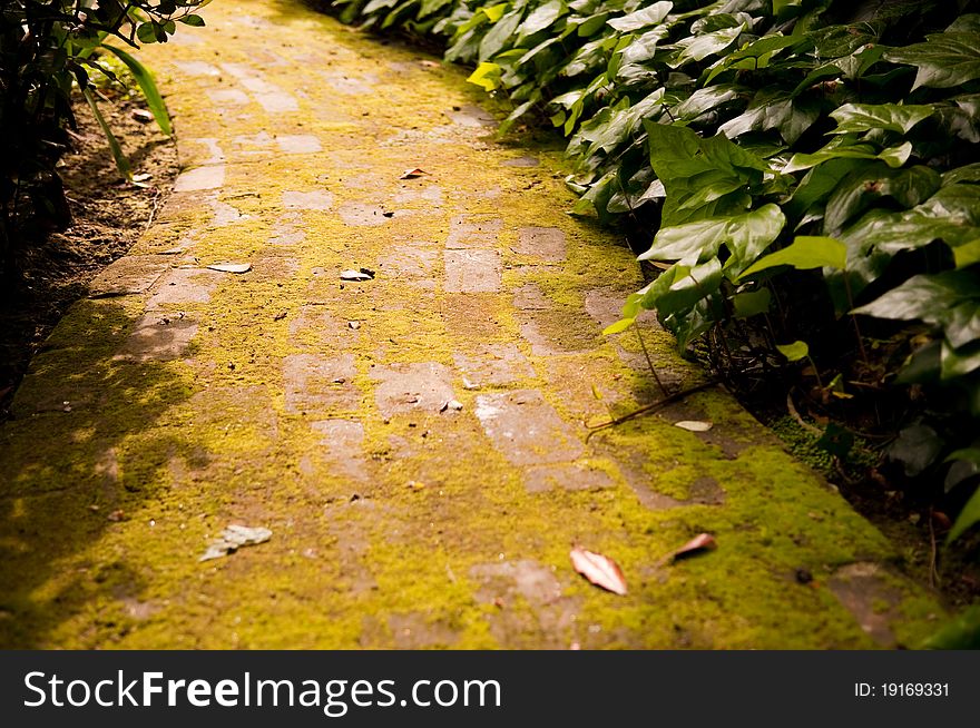 Mysterious moss covered path to explore. Mysterious moss covered path to explore.