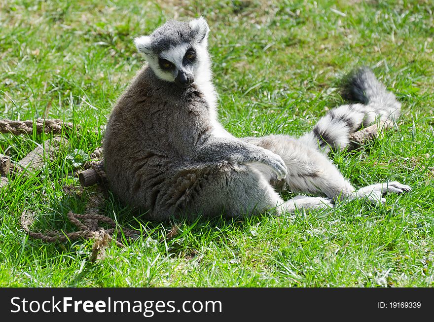 Lemur sadly sitting on the grass