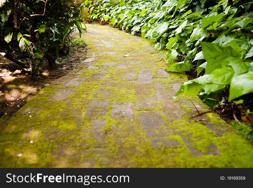 Moss Covered Path
