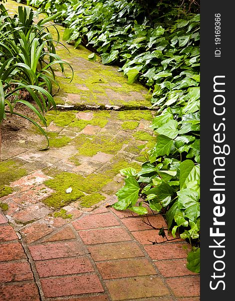 Moss Covered Path