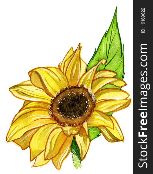 Mature sunflowers's flower isolated on white