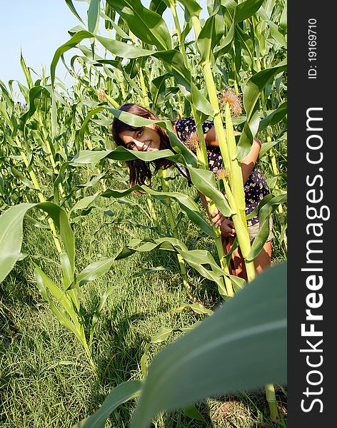 Teenage girl hiding on corn field smiling. Teenage girl hiding on corn field smiling