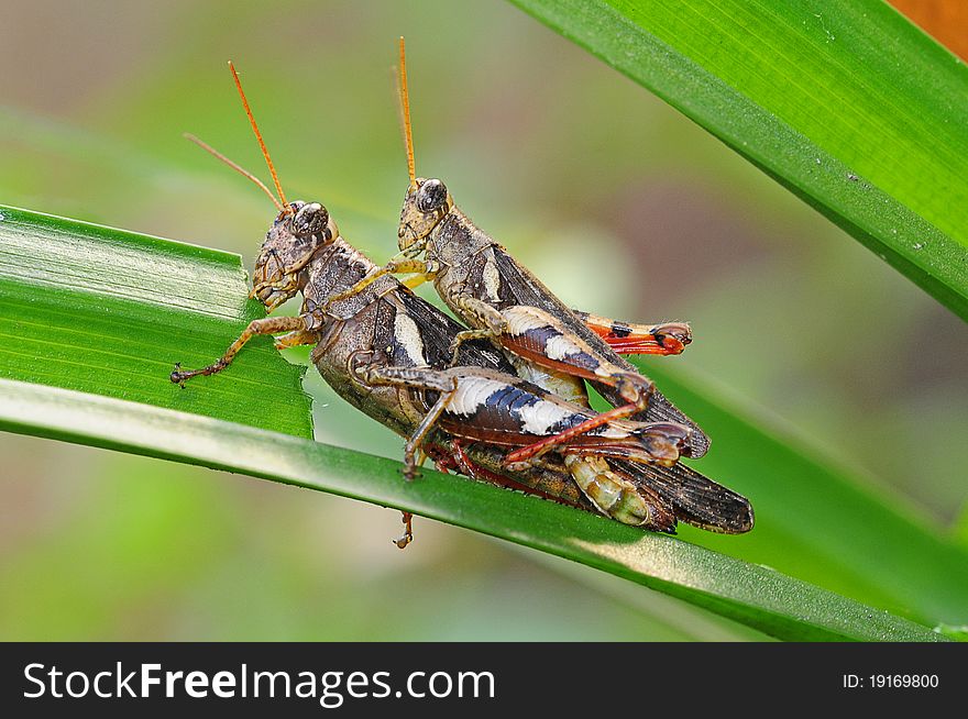 A Pair Of Mating Grasshopper In Natural Environment