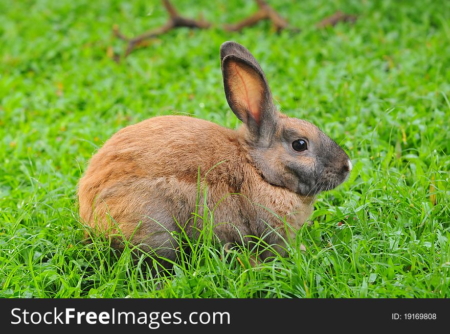 Brown Rabbit In A Green Field