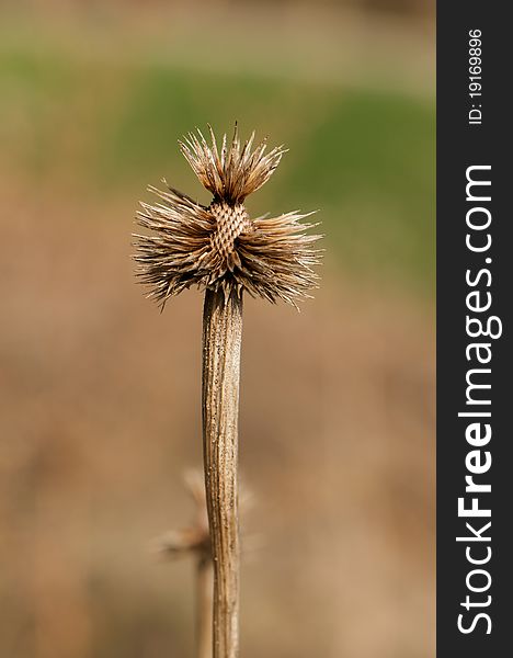 Shot of leftover thistle plant on a spring day. Shot of leftover thistle plant on a spring day.