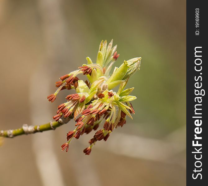 Shot of crab apple blossom on a spring day. Shot of crab apple blossom on a spring day.