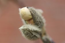 Macro Of A Spring Budding Pussy Willow Royalty Free Stock Image Macro Of A Spring Budding Pussy Willow Royalty Free Stock Image