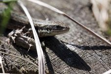 Forest Lizard Stock Photography