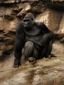 Gorilla Stock Photography