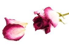 Dry Rose Royalty Free Stock Images