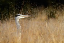 Grey Heron Royalty Free Stock Photography