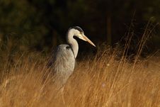 Grey Heron Stock Photo