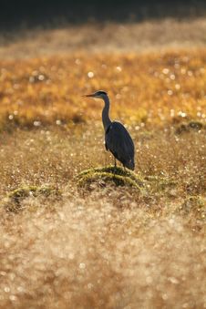 Grey Heron Stock Photo