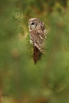 Tawny Owl Stock Photos