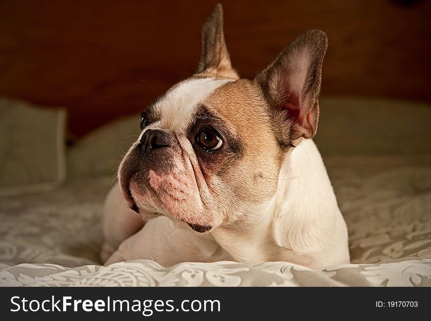 A french bulldog lying on a bed.