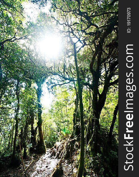 View in a mossy forest