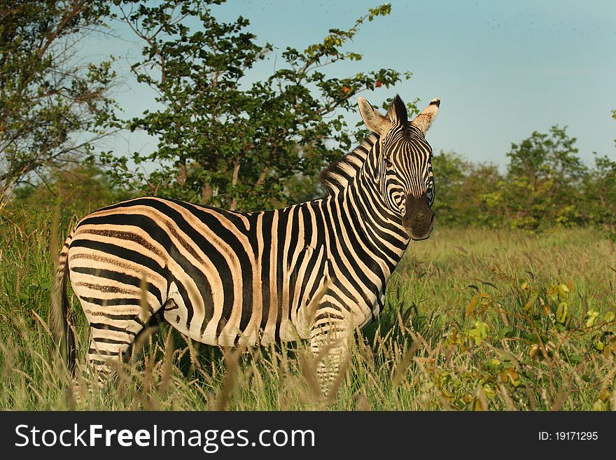 Burchells Zebra Grazing in the veld in South Africas Kruger National Park