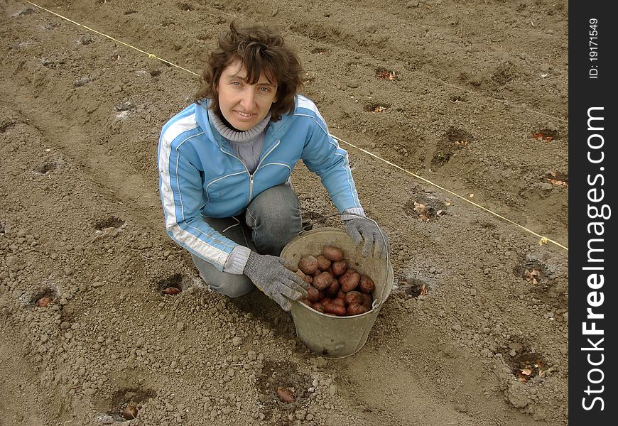 Woman with bucket full of potato tubers for planting. Woman with bucket full of potato tubers for planting