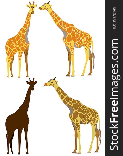 Illustration of four different giraffes. Illustration of four different giraffes.