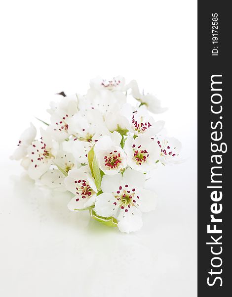 Fresh, blooming tree in spring with white flowers isolated on white. Fresh, blooming tree in spring with white flowers isolated on white