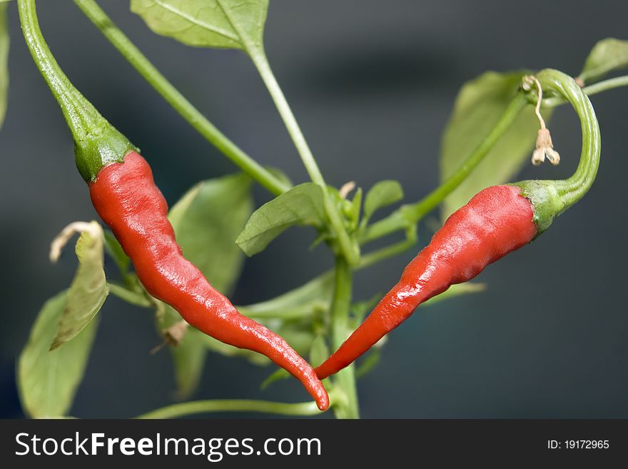 Close-up of red chillies on plant with dark background