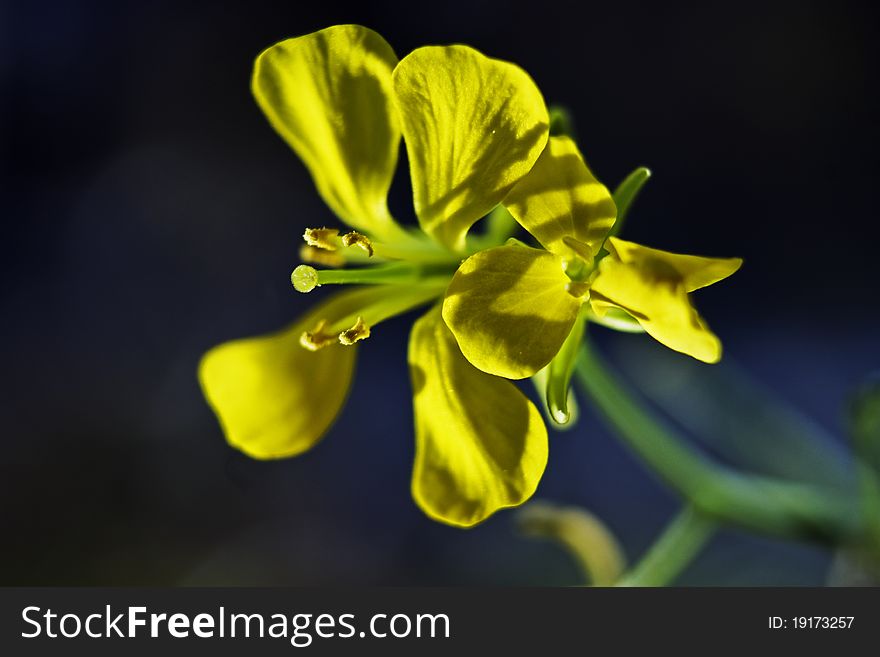 Close up of Mustard flower with dark back ground