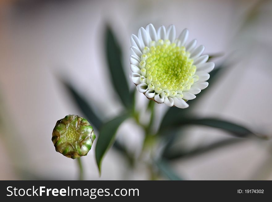 White chrysanthemum. Spring in the Garden. White chrysanthemum. Spring in the Garden.