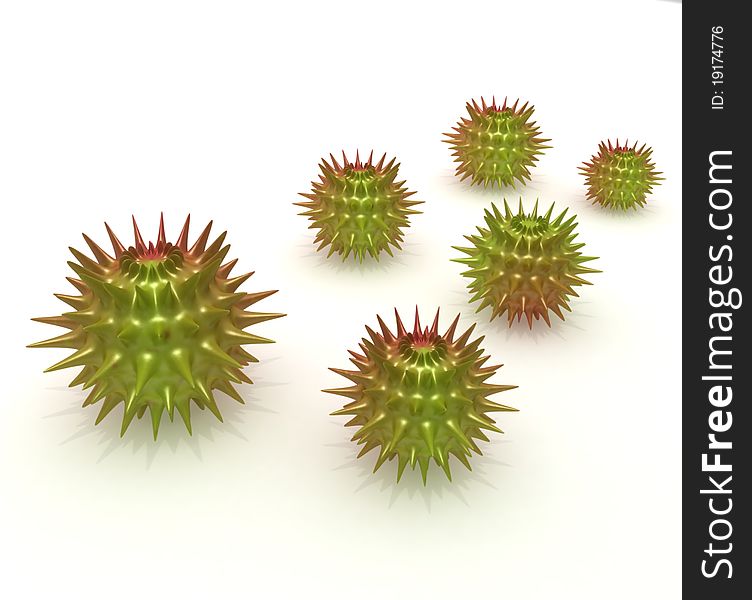 Chestnut-spiny fruit with a thick rind. Chestnut-spiny fruit with a thick rind