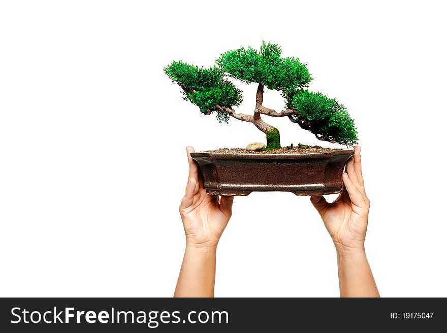 Someone holding a Bonzai Tree