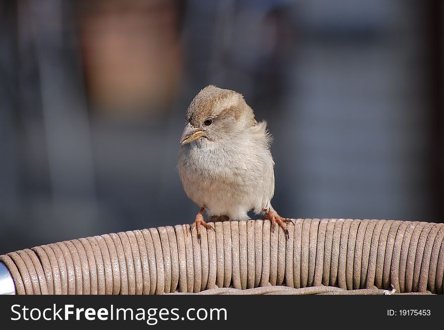 A bird sitting on a chair