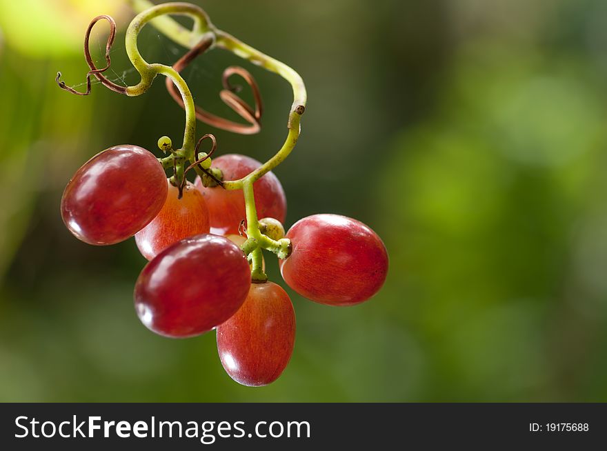 Red grapes hanging on a vine
