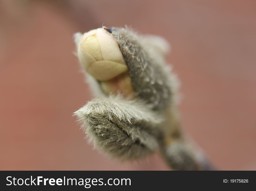 Fine detail of a delicate white bud emerging from a fuzzy willow. Fine detail of a delicate white bud emerging from a fuzzy willow.