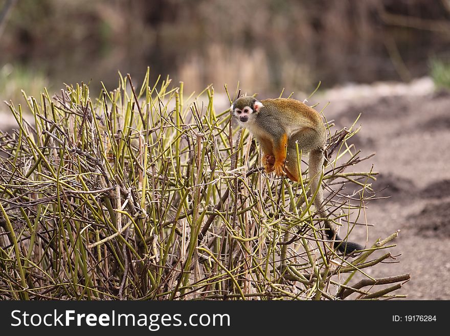 The common squirrel monkey (Saimiri sciureus) on the bush.