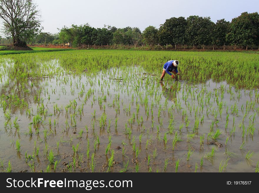 Farmer Working In The Paddyfield