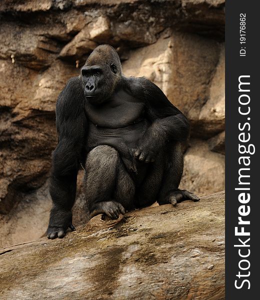 The gorilla is the biggest primate who lives in the Democratic Republic of the Congo