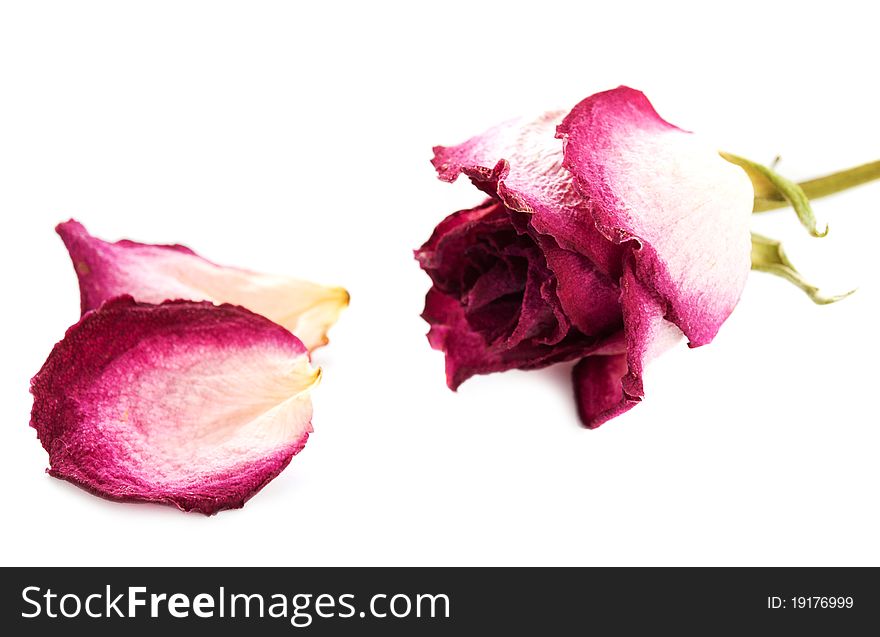 Dry rose and petals on a white background