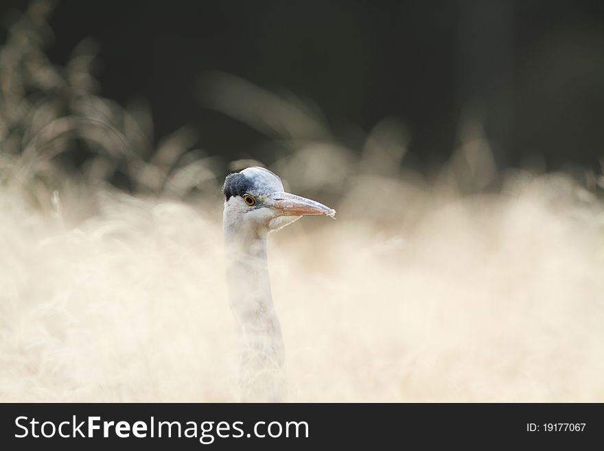 Grey Heron in the morning's light